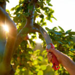 Testera za grane WOLF Garten Multi-star Power Cut 370 - Slika 2