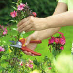 Makaze voćarske WOLF Garten RR 1500 - Slika 2