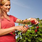 Makaze vinogradarske WOLF Garten Premium Plus RS 4000 - Slika 3
